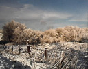 Frost on the Field - Walton, NY